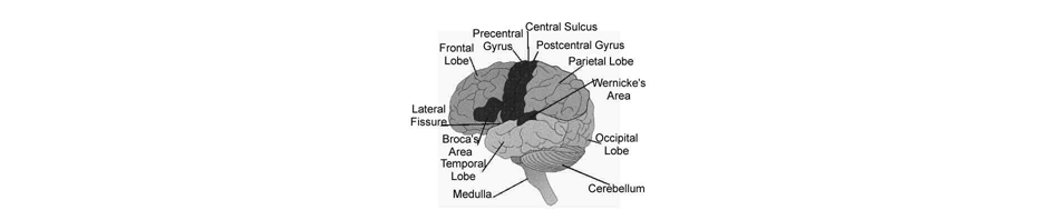 Branches of Psychology